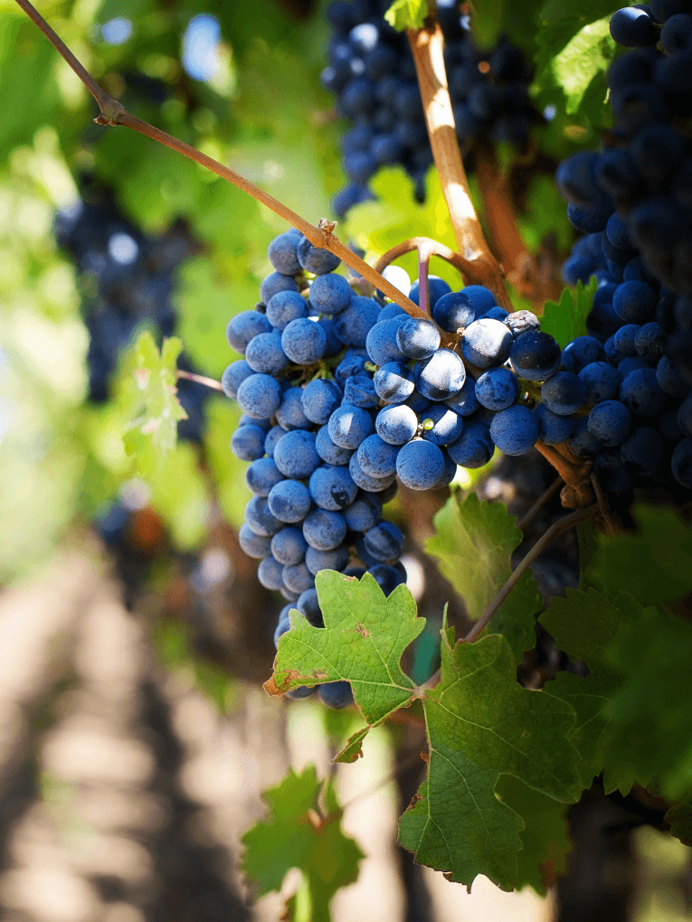 Bunch of black grapes growing on a vine
