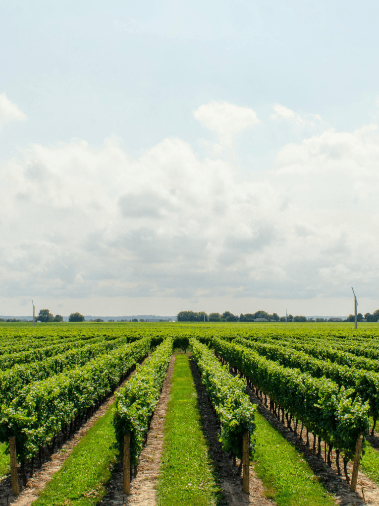 Grape vines in vineyard