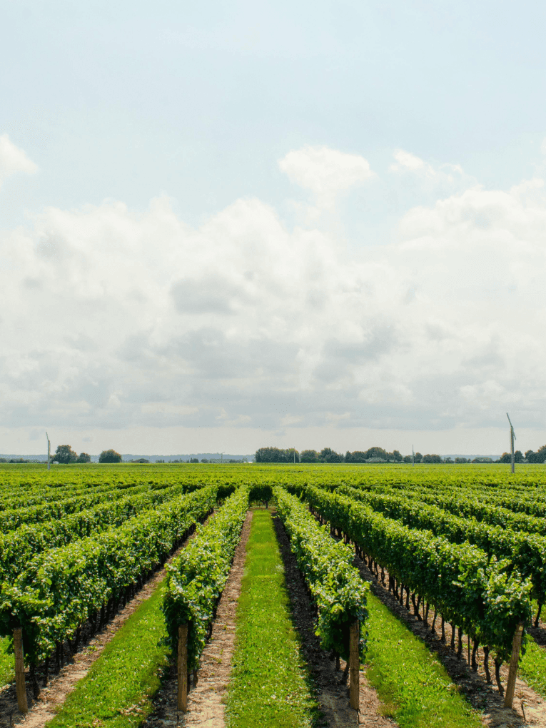 Grapes growing in a vineyard