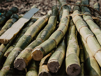 Sugarcane being harvested for rum production