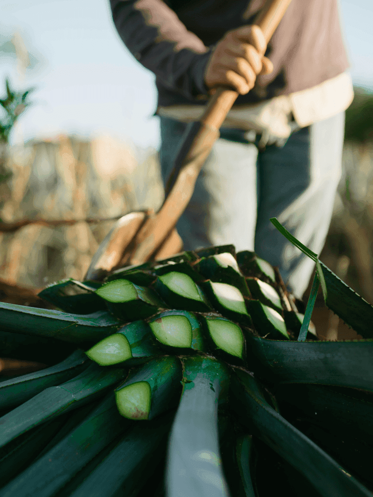 Blue Webber agave being harvested for tequila production
