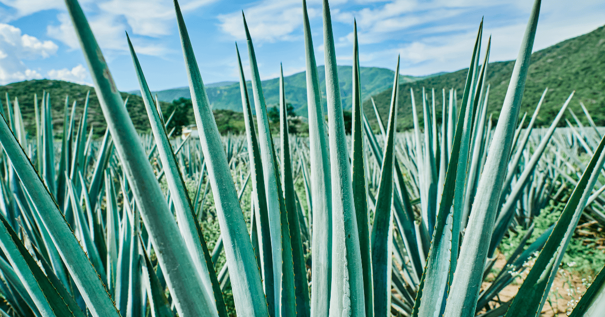 Agave tequilana Weber growing in Mexico