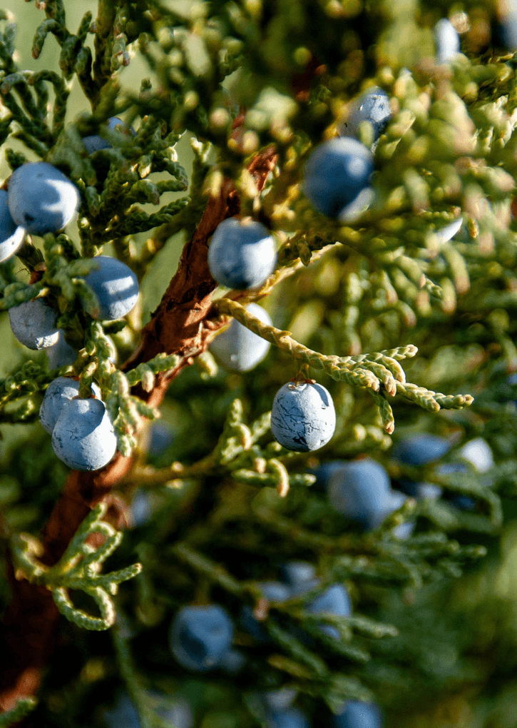 Juniper berries