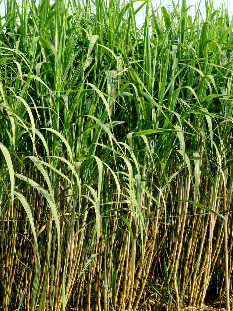 Sugarcane growing in field to be used for Sugarcane ENA