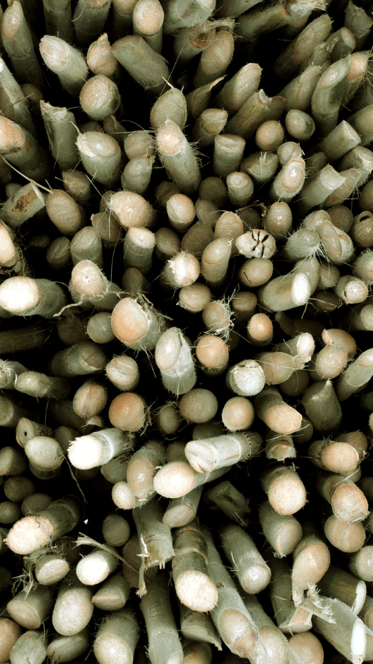 Harvested sugarcane to be used for cachaça production