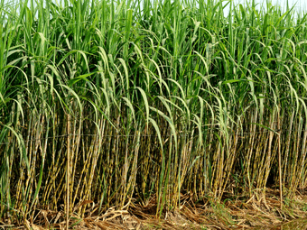 Sugarcane growing in a field to be used for cachaça production