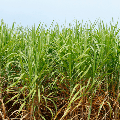 Sugarcane to be used for Cachaça