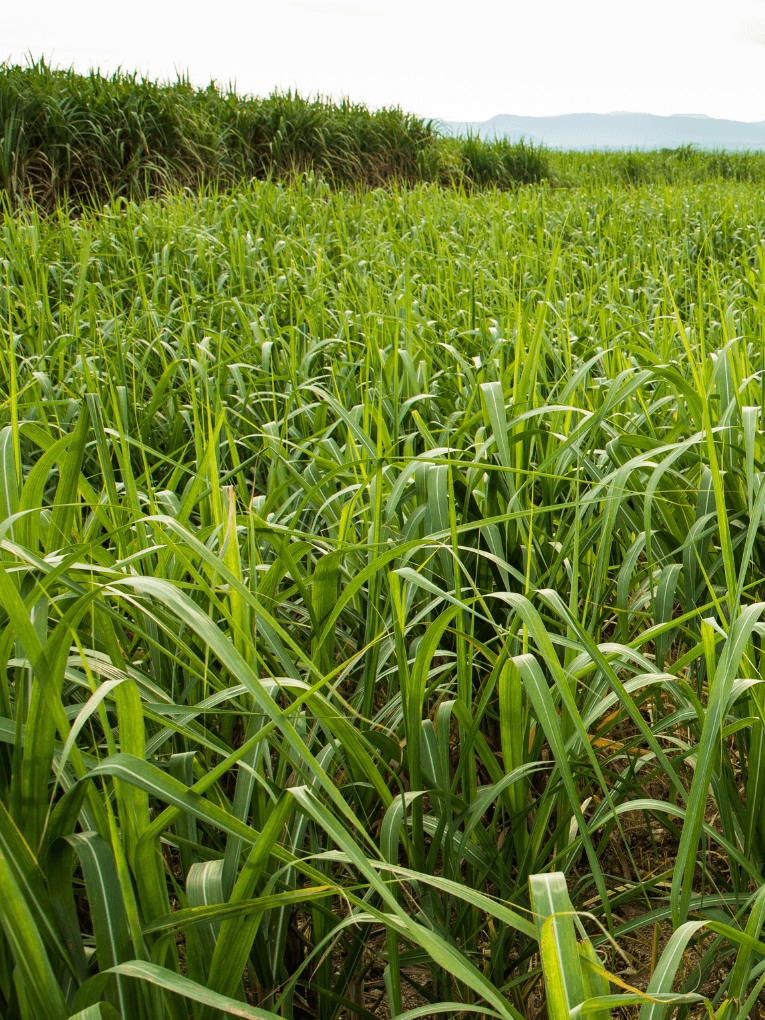Sugarcane growing in field to be used for Sugarcane ENA