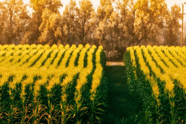 Organic corn farm field