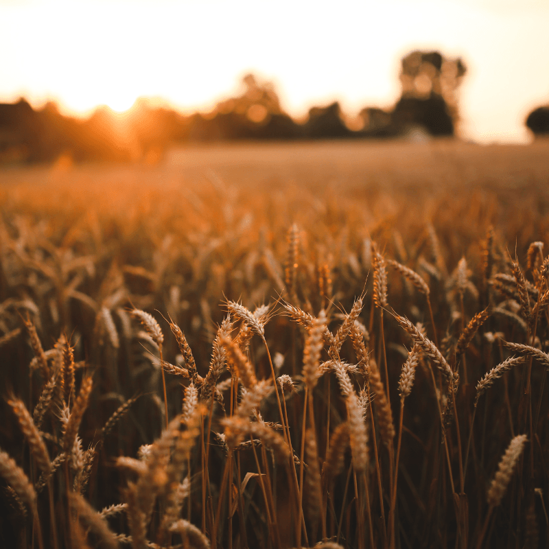 Field of wheat to be used for Neutral Organic Grain Alcohol