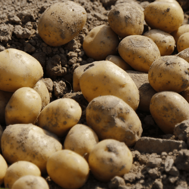 Potatoes in field to be used for Organic Potato Alcohol