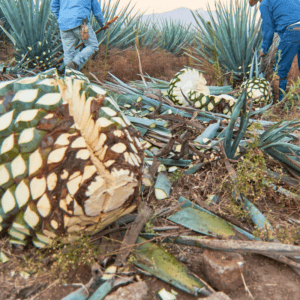Harvesting Agave tequilana Weber