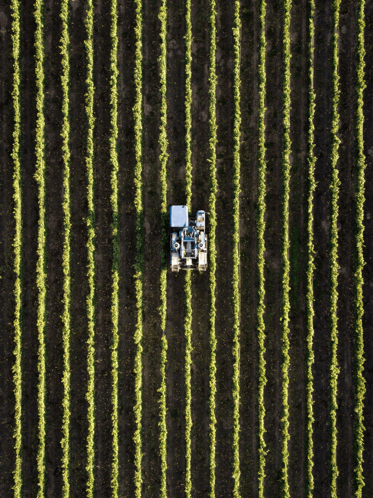 Organic farm being harvested