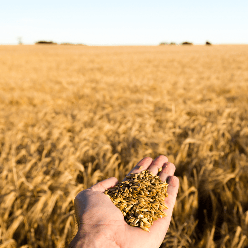 Wheat to be used for grain spirit