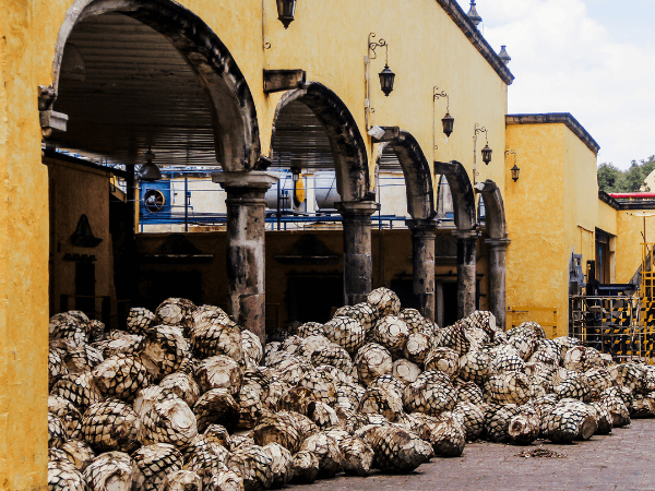 Tequila distillery in Mexico