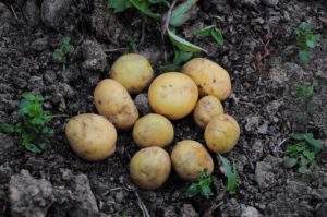 Bunch of potaotes in soil
