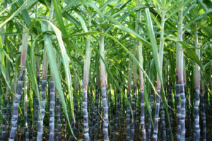 sugar cane plantation