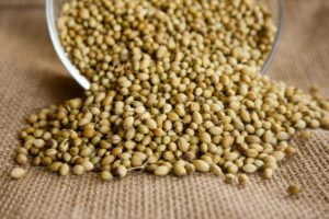 coriander seeds