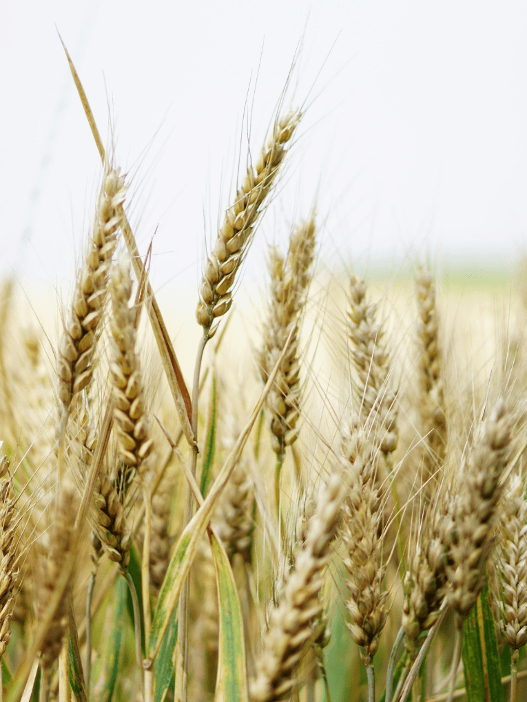 Wheat growing in a field