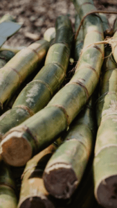 Pile of sugarcane to be used to produce rum