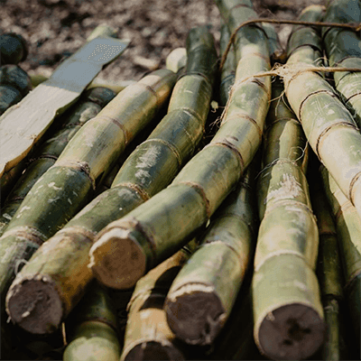Sugarcane being harvested for rum production