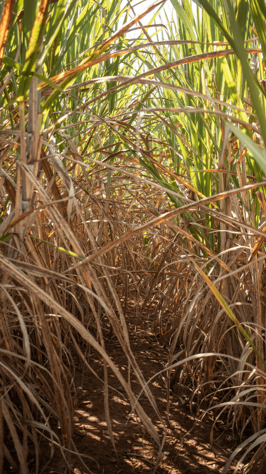 Sugarcane growing in field to be used for rum production