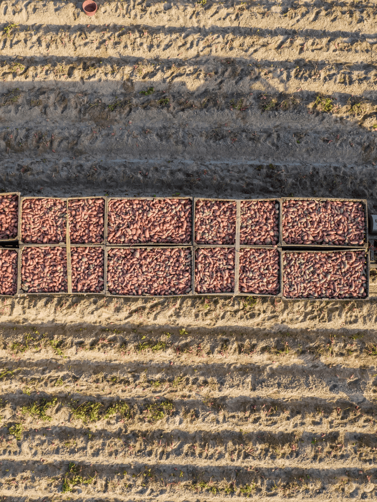 Potatoes being harvested in a field