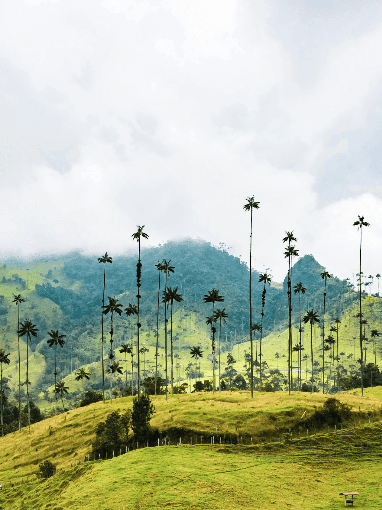 Rice field