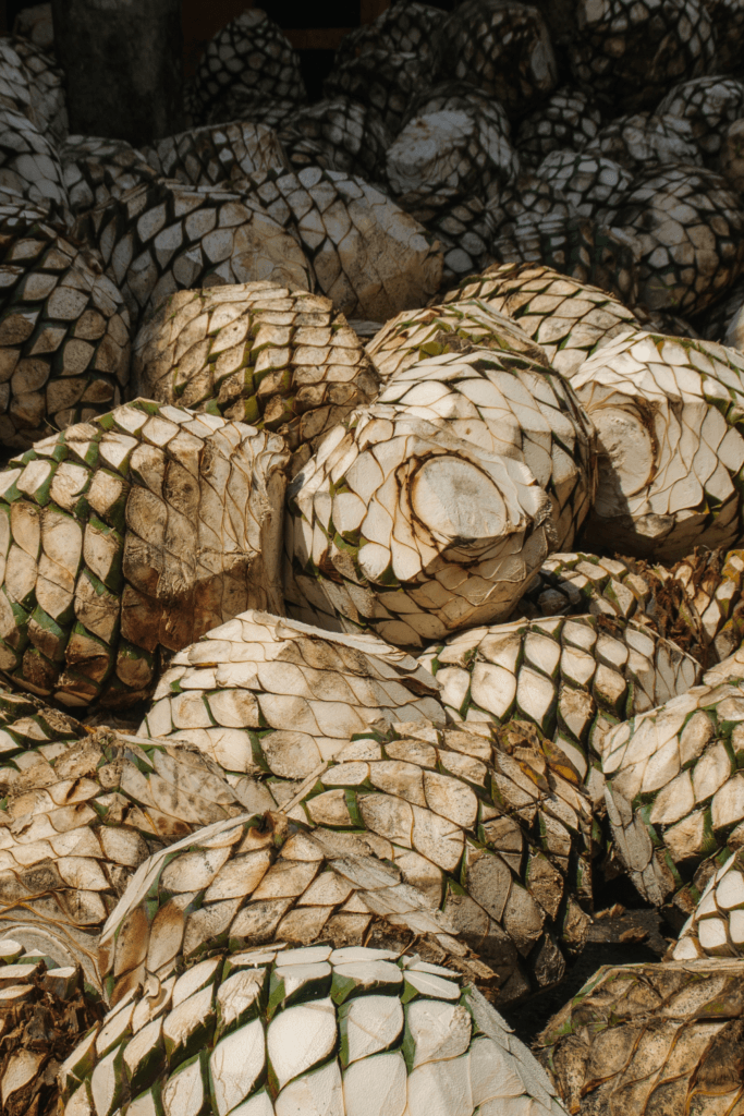 Harvested Agave Pinas for Agave Spirit Production
