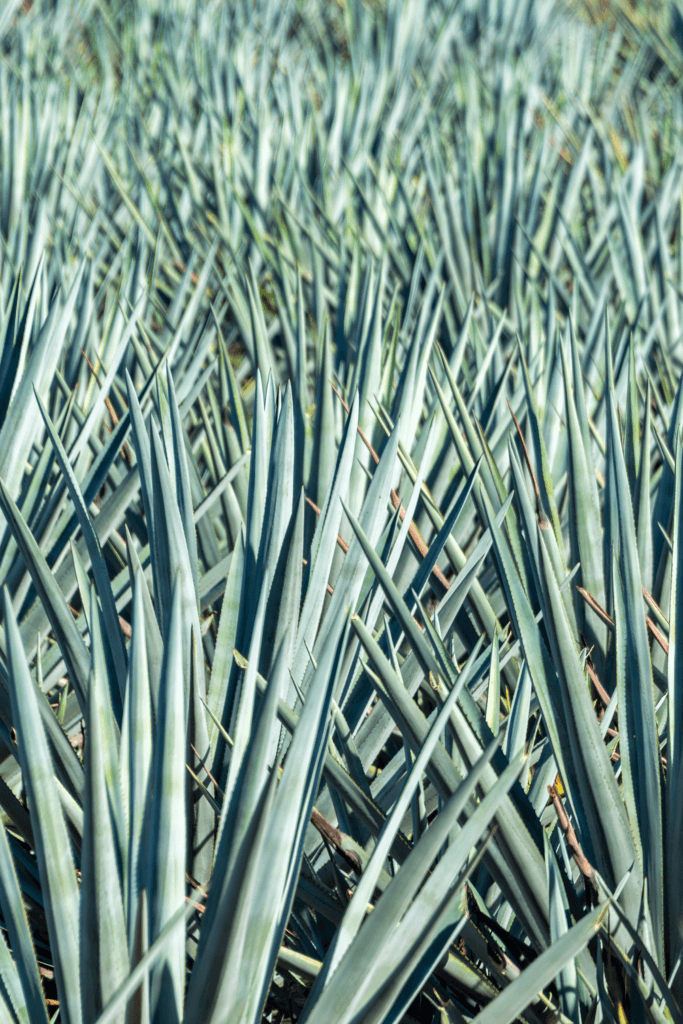 Agaves growing in field to be used for Bulk Agave Spirit