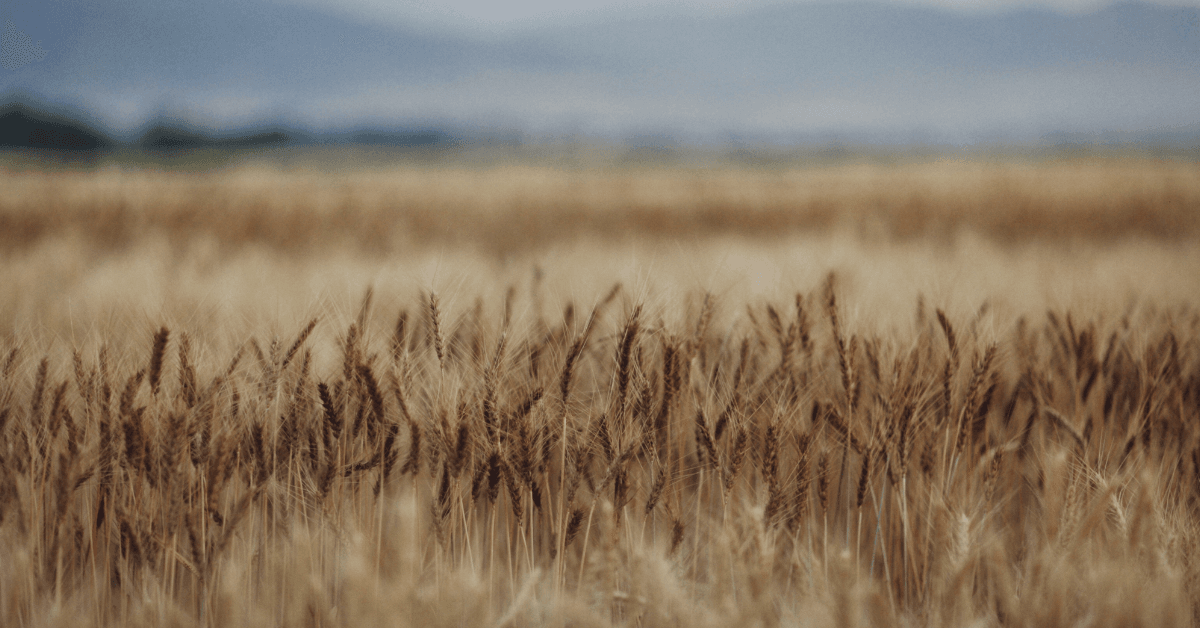 Wheat growing in a field to be used for grain spirit