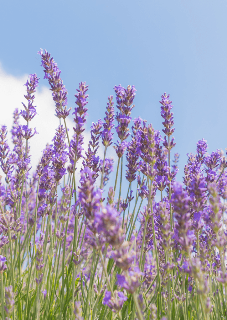 Spirit botanical lavender