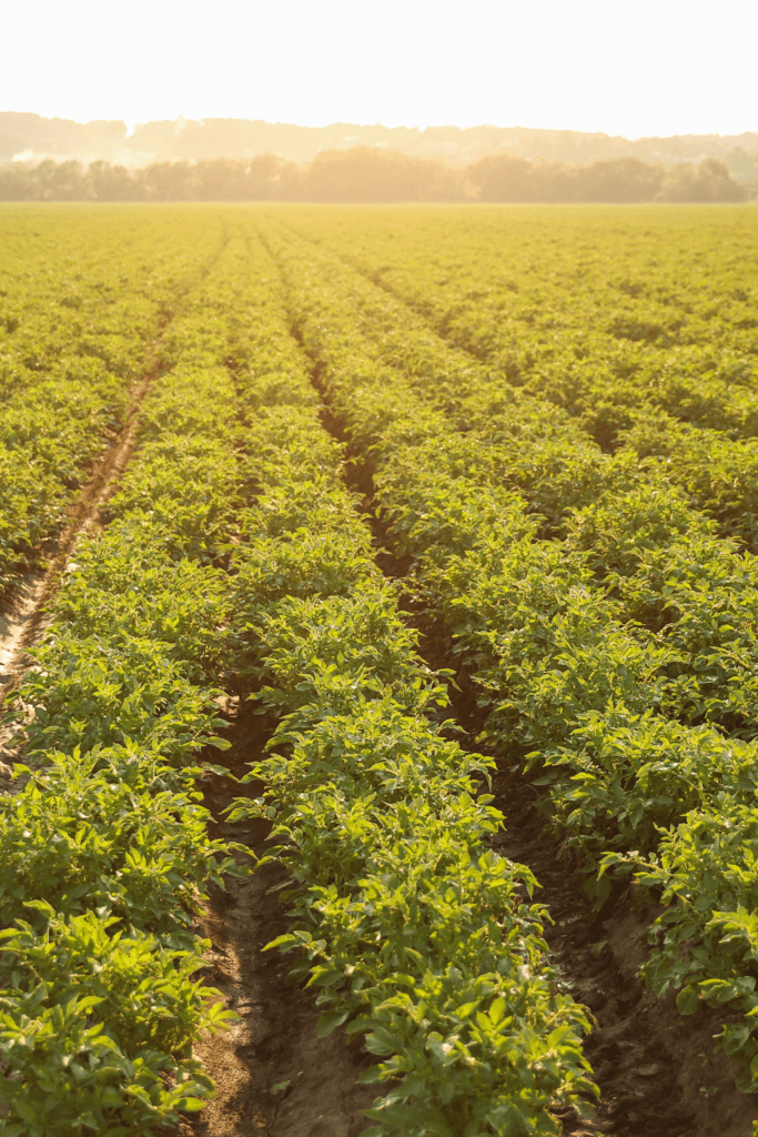 Potato field to be used for potato vodka