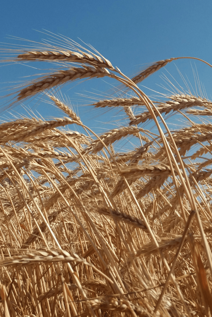 Wheat in field to be used bulk vodka
