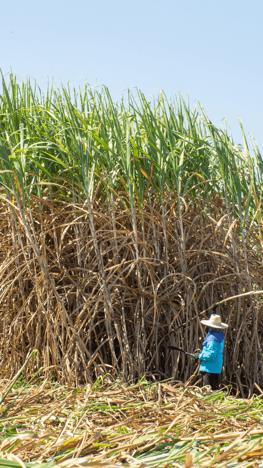 Field of sugarcane to be used for Cachaça production
