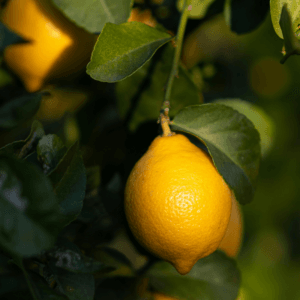 Lemon to be peeled for gin botanical