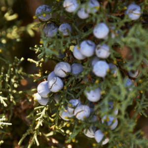 Juniper Berries for Gin Botanical