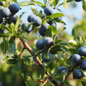 Sloe Berries Gin Botanical