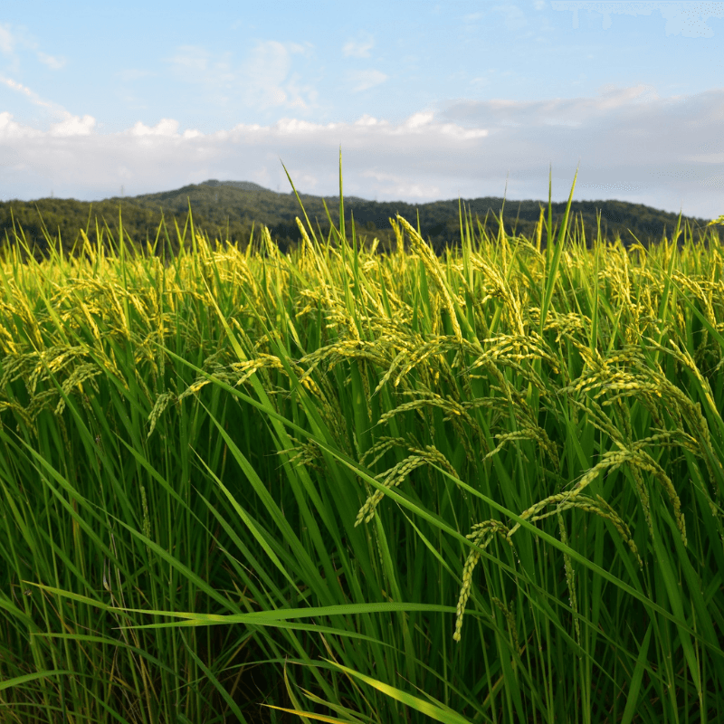 Rice Field