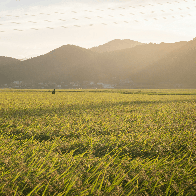 Japan Rice Field to be used for Bulk Rice Alcohol