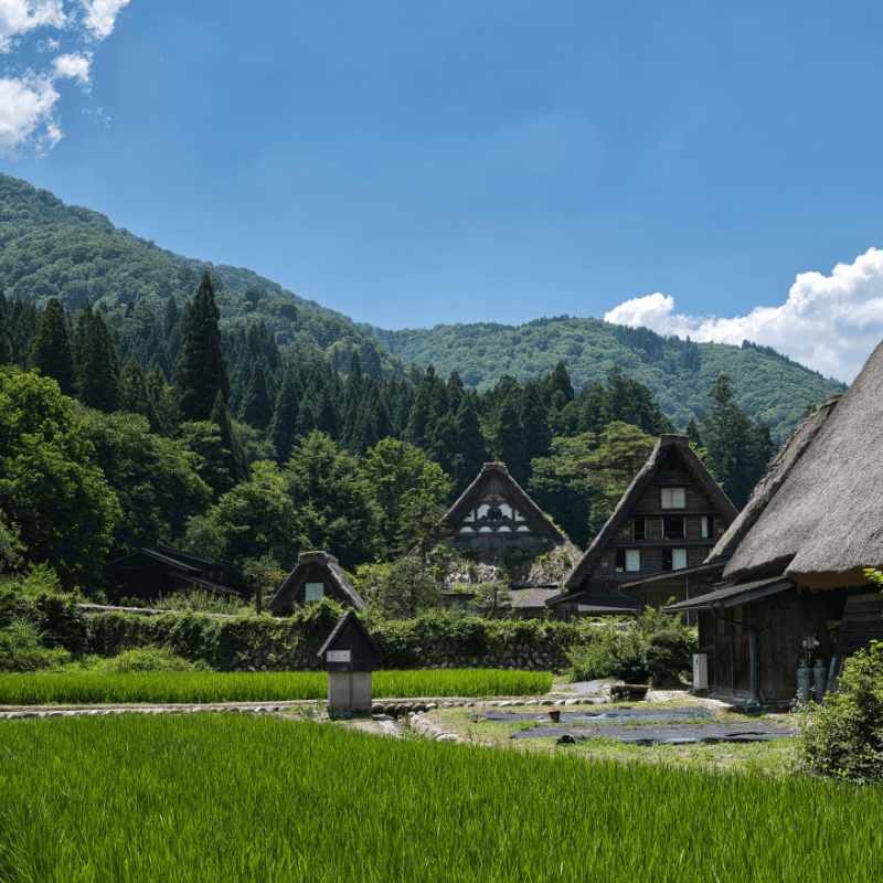 Rice growing in Japan countryside