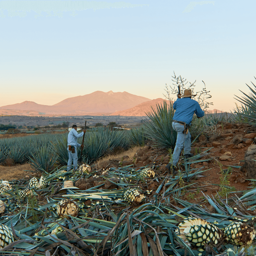 Harvesting of blue agave for bulk tequila