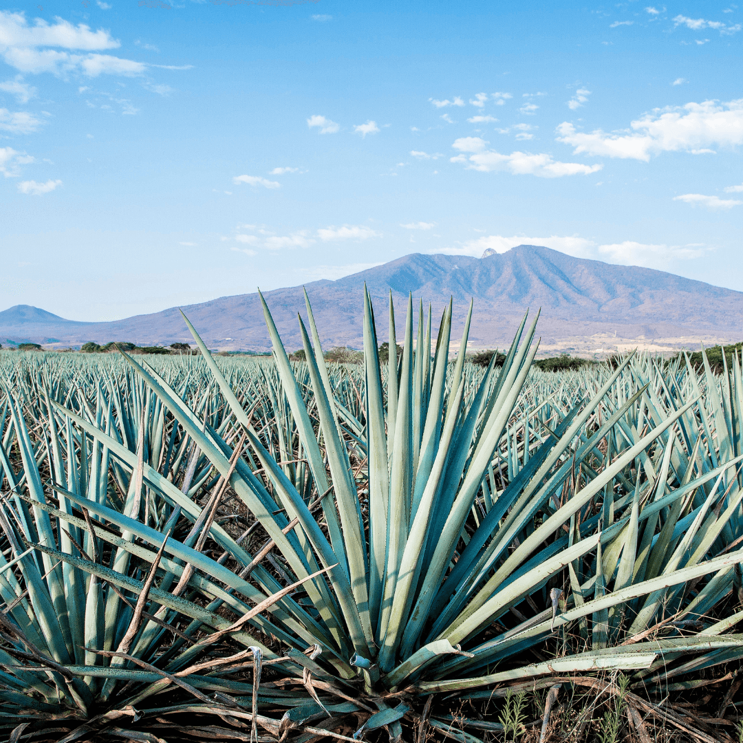 Blue weber agave plants growing in Mexico field for bulk tequila