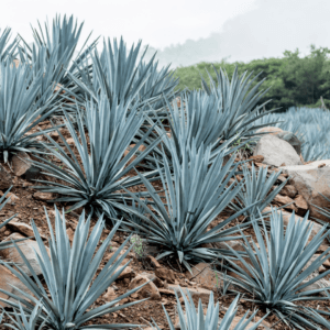 Blue Weber Agave plants