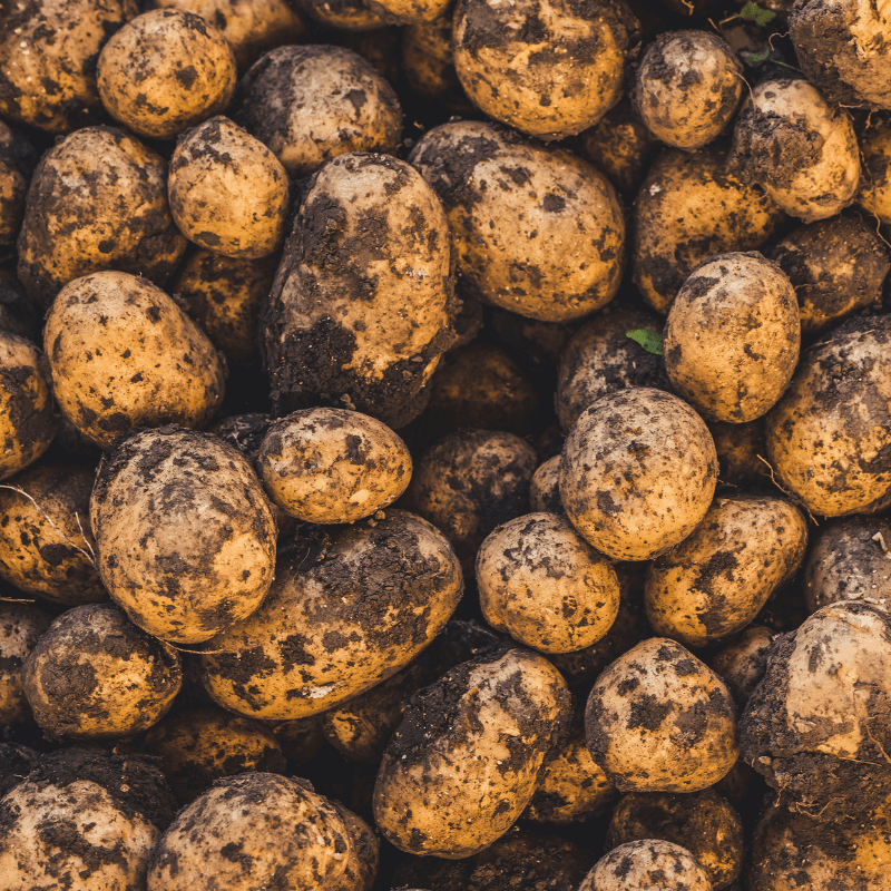 Freshly harvested potatoes to be used for potato spirit