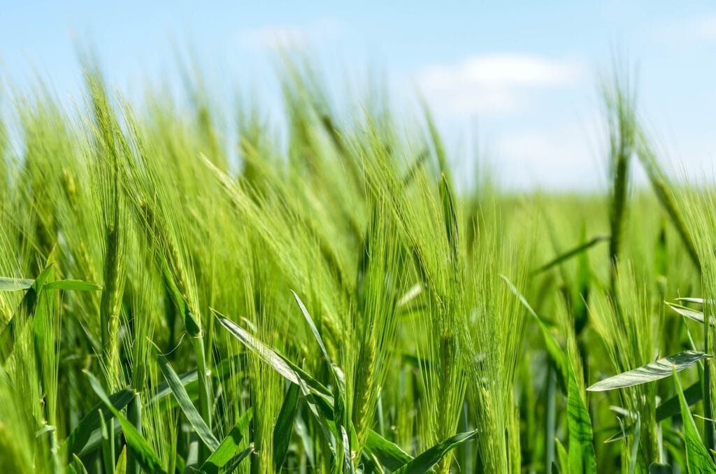 Wheat growing in a field