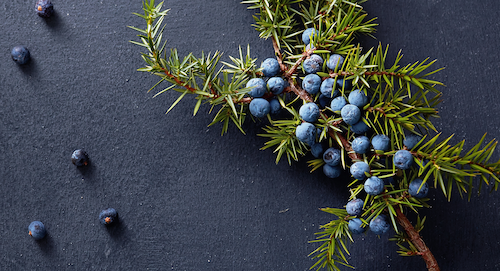 Juniper berries