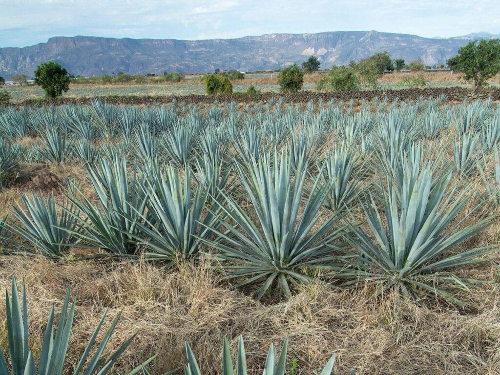 Farm of Blue Webber Agave for tequila