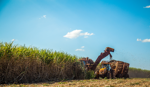 Organic wheat field being harvested