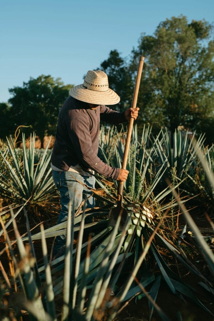 Farmer harvesting Blue Webber Agave for Tequila production